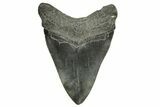 Fossil Megalodon Tooth - South Carolina #370000-2